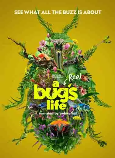 虫虫历险记 第二季